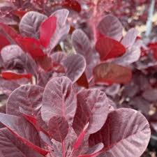 Attēlu rezultāti vaicājumam “Cotinus coggygria”