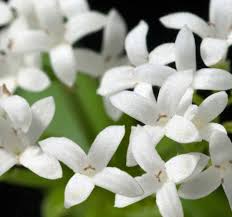 Attēlu rezultāti vaicājumam “Galium odoratum bud”
