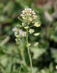 Attēlu rezultāti vaicājumam “Thlaspi arvense”