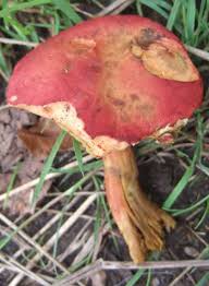 Attēlu rezultāti vaicājumam “Xerocomus rubellus”