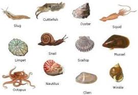 Attēlu rezultāti vaicājumam “Mollusca”