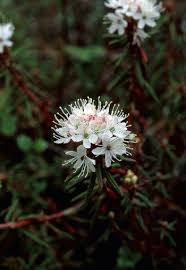 Attēlu rezultāti vaicājumam “Ledum palustre flower”