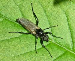 Attēlu rezultāti vaicājumam “Bibionidae”