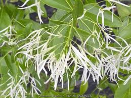 Attēlu rezultāti vaicājumam “Chionanthus virginicus”