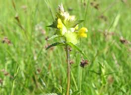 Attēlu rezultāti vaicājumam “Rhinanthus minor flower”