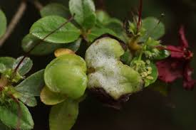 Attēlu rezultāti vaicājumam “Exobasidiales”