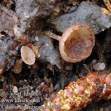 Attēlu rezultāti vaicājumam “Ciboria amentacea”