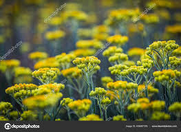 Attēlu rezultāti vaicājumam “Helichrysum arenarium flower”