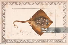 Image result for Raja clavata