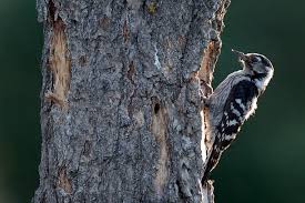 Attēlu rezultāti vaicājumam “Dendrocopos minor female”