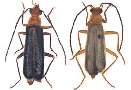 Attēlu rezultāti vaicājumam “Cantharidae”