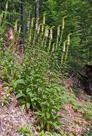 Image result for Digitalis lutea