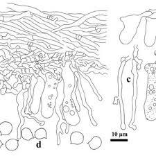 Attēlu rezultāti vaicājumam “Radulomyces confluens”