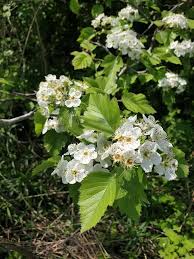 Attēlu rezultāti vaicājumam “Crataegus chrysocarpa”