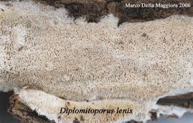 Attēlu rezultāti vaicājumam “Sidera lenis”