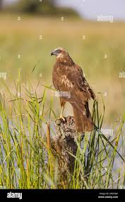 Attēlu rezultāti vaicājumam “Circus aeruginosus adult”