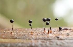 Attēlu rezultāti vaicājumam “Comatricha elegans stalked”