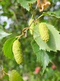 Attēlu rezultāti vaicājumam “Betula pubescens”