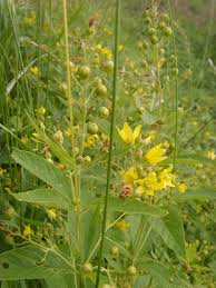 Attēlu rezultāti vaicājumam “Lysimachia vulgaris fruit”