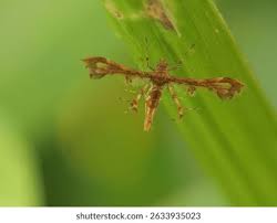 Attēlu rezultāti vaicājumam “Pterophoridae”