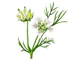 Image result for Kümmel