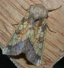 Attēlu rezultāti vaicājumam “Gortyna flavago”