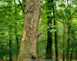 Attēlu rezultāti vaicājumam “Dendrocopos medius nest”