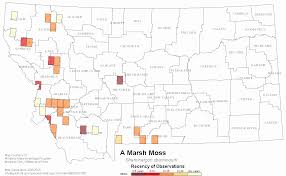 Attēlu rezultāti vaicājumam “Straminergon stramineum”