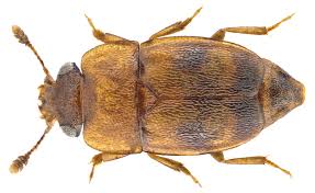 Attēlu rezultāti vaicājumam “Oenothera rubricauli”