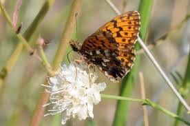 Attēlu rezultāti vaicājumam “Boloria dia”