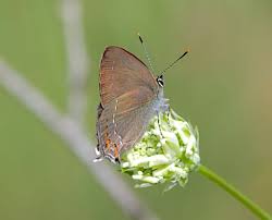Attēlu rezultāti vaicājumam “Satyrium ilicis underside”