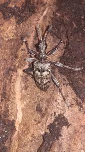 Attēlu rezultāti vaicājumam “Rhagium inquisitor”