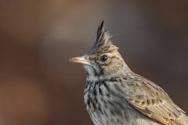 Attēlu rezultāti vaicājumam “Galerida cristata adult”