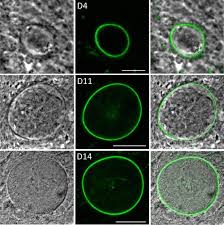 Attēlu rezultāti vaicājumam “Didymium spongiosum plasmodium”