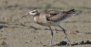 Image result for Numenius minutus