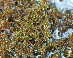 Attēlu rezultāti vaicājumam “Hamatocaulis vernicosus”