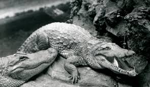 Image result for London Gators