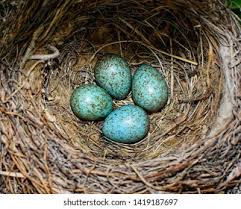 Attēlu rezultāti vaicājumam “Turdus merula eggs”