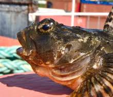 Image result for Myoxocephalus scorpioides