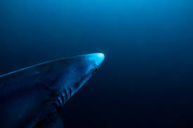 Image result for South Axholme Sharks Asc