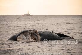 Image result for Eubalaena glacialis