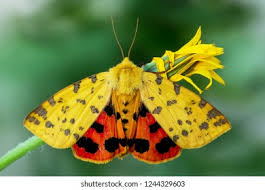 Attēlu rezultāti vaicājumam “Rhyparia purpurata”