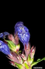 Attēlu rezultāti vaicājumam “Dracocephalum ruyschiana”