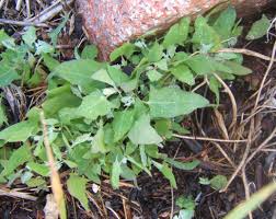 Attēlu rezultāti vaicājumam “Atriplex patula leaf”