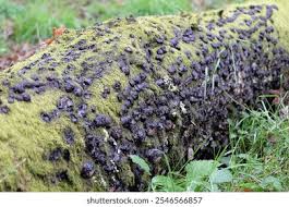 Attēlu rezultāti vaicājumam “Hypoxylon fuscum”