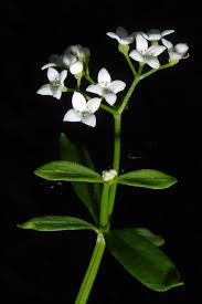 Attēlu rezultāti vaicājumam “Galium elongatum”