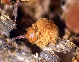 Attēlu rezultāti vaicājumam “Craterium minutum stalked”