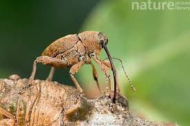 Attēlu rezultāti vaicājumam “Curculio venosus”