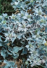 Attēlu rezultāti vaicājumam “Eryngium maritimum”