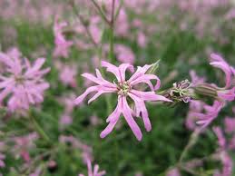 Image result for Lychnis flos-cuculi
